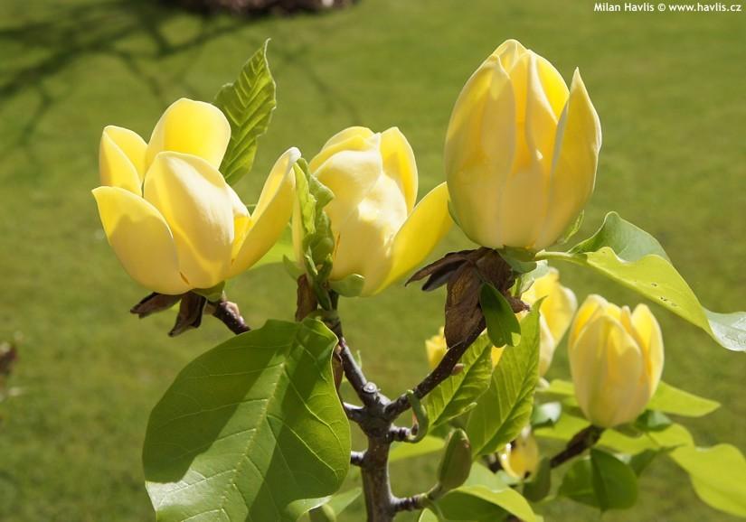 Magnolia galbena Yellow Bird" 1.30 - 1.50 m  Magnolia x "Yellow Bird"