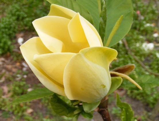 Magnolia galbena Yellow Bird" 1.30 - 1.50 m  Magnolia x "Yellow Bird"