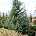 Cedru de Himalaya Bush Electra" 2.00 - 2.50 m  Cedrus deodora "Bush Electra"