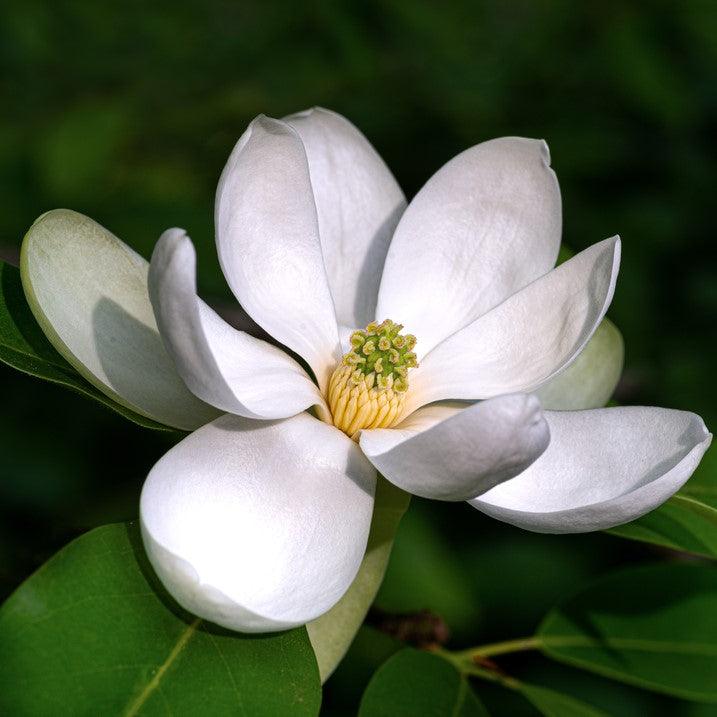 Magnolia virginiana Glauca" arbore 3.00 - 3.50 m  Magnolia virginiana "Glauca"