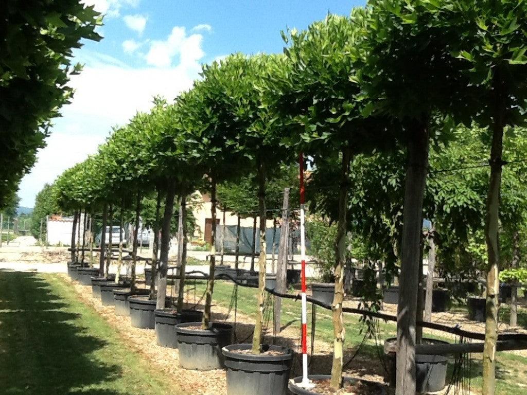 Platan globular Alphen 's Globe" 2.50 - 3.00 m  Platanus x acerifolia "Alphen 's Globe"