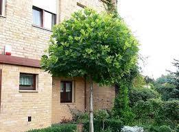 Platan globular Alphen 's Globe" 2.50 - 3.00 m  Platanus x acerifolia "Alphen 's Globe"