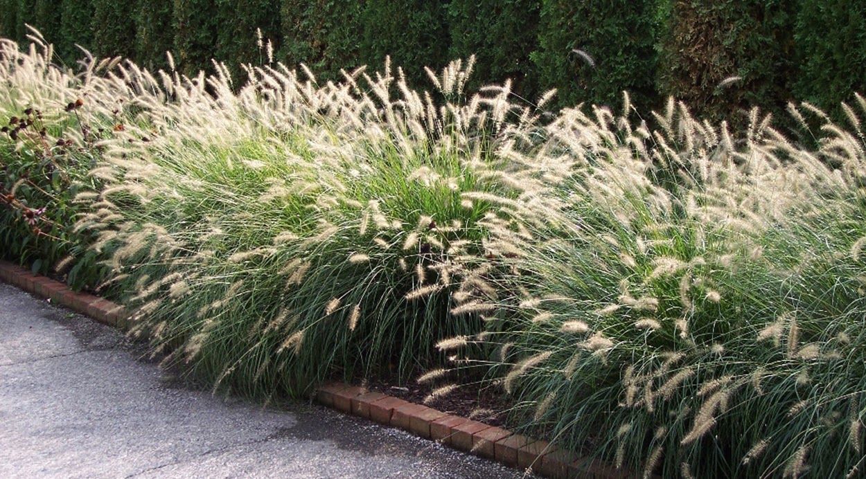 Pennisetum alopecuroides Little Bunny" 0.20 - 0.30 m  Pennisetum alopecuroides "Little Bunny"