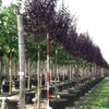 Corcodus roșu Pissardii" arbore 2.50 - 3.50 m   Prunus cerasifera "Pisardii"
