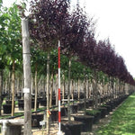 Corcodus roșu Pissardii" arbore 2.50 - 3.50 m   Prunus cerasifera "Pisardii"
