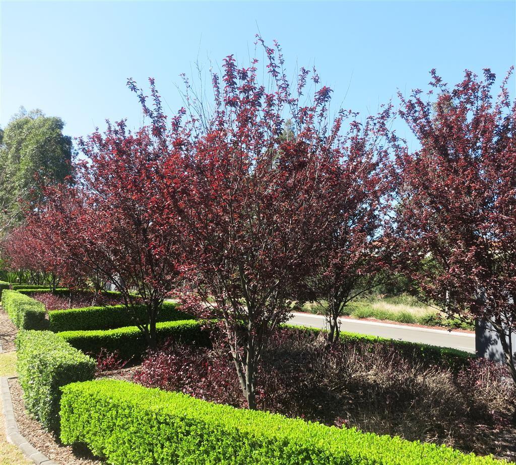 Corcodus roșu Pissardii" tufa 2.00 - 2.50 m   Prunus cerasifera "Pisardii"