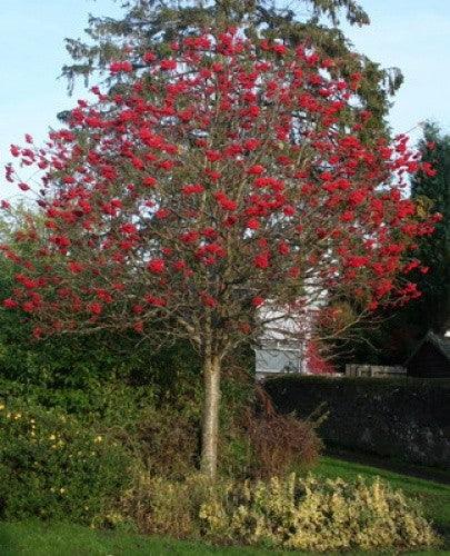 Scorus de munte 3.50 - 4.00 m  Sorbus aucuparia