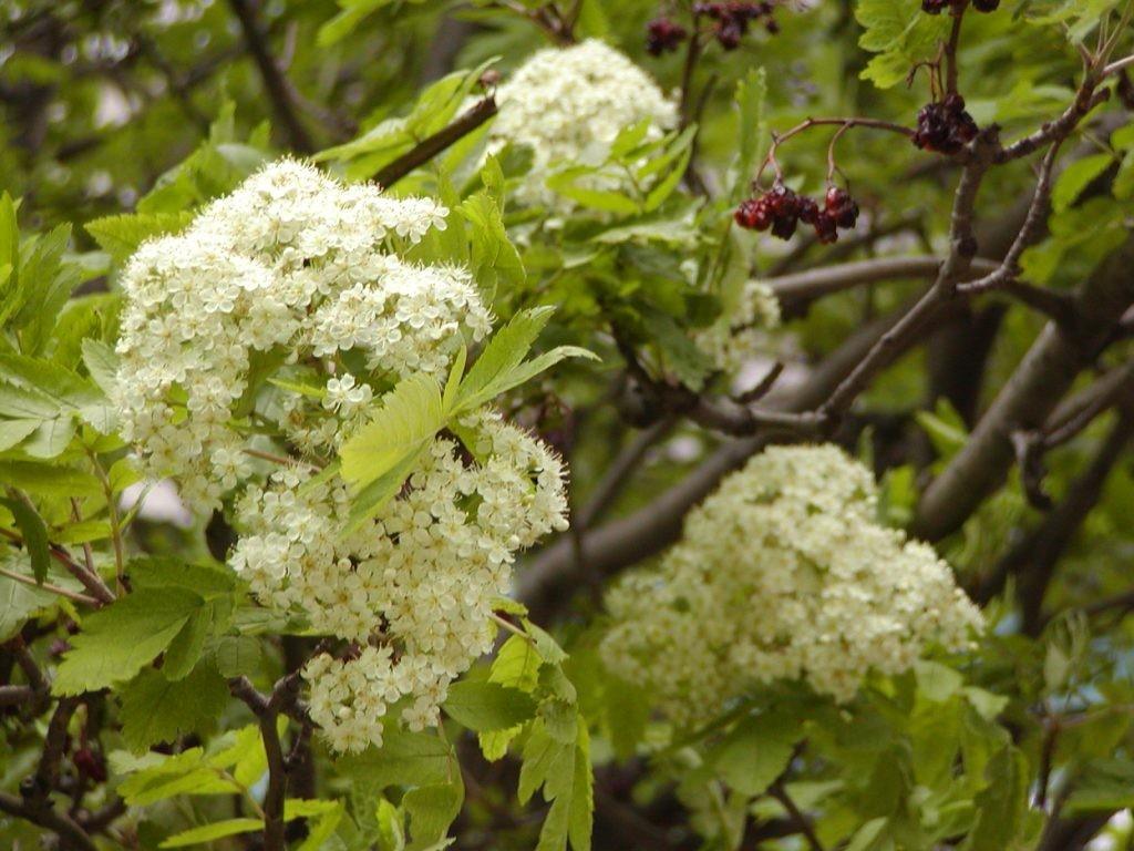 Scorus de munte 3.50 - 4.00 m  Sorbus aucuparia