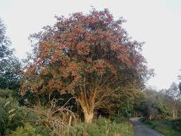 Scorus de munte 3.50 - 4.00 m  Sorbus aucuparia