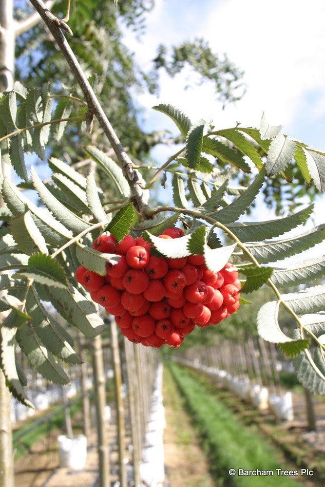 Scorus de munte 3.50 - 4.00 m  Sorbus aucuparia