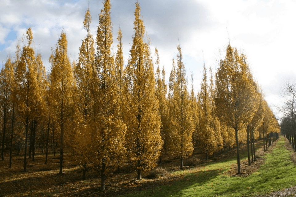 Carpen columnar 2.50 - 3.00 m  Carpinus betulus Fastigiata"