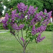 Liliac Michel Buchner" 1.20 - 1.50 m  Syringa vulgaris "Michel Buchner"