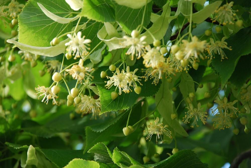 Tei argintiu 3.00 - 4.00 m  Tilia hybrida Argentea"