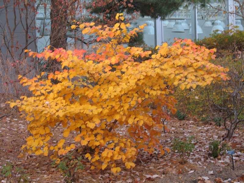 Nucul vrajitoarelor Diane" 0.80 - 1.20 m  Hamamelis x intermedia"Diane"