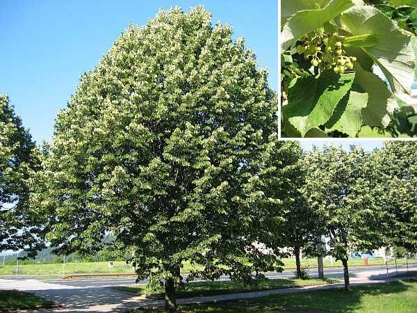 Tei argintiu 3.00 - 4.00 m  Tilia hybrida Argentea"