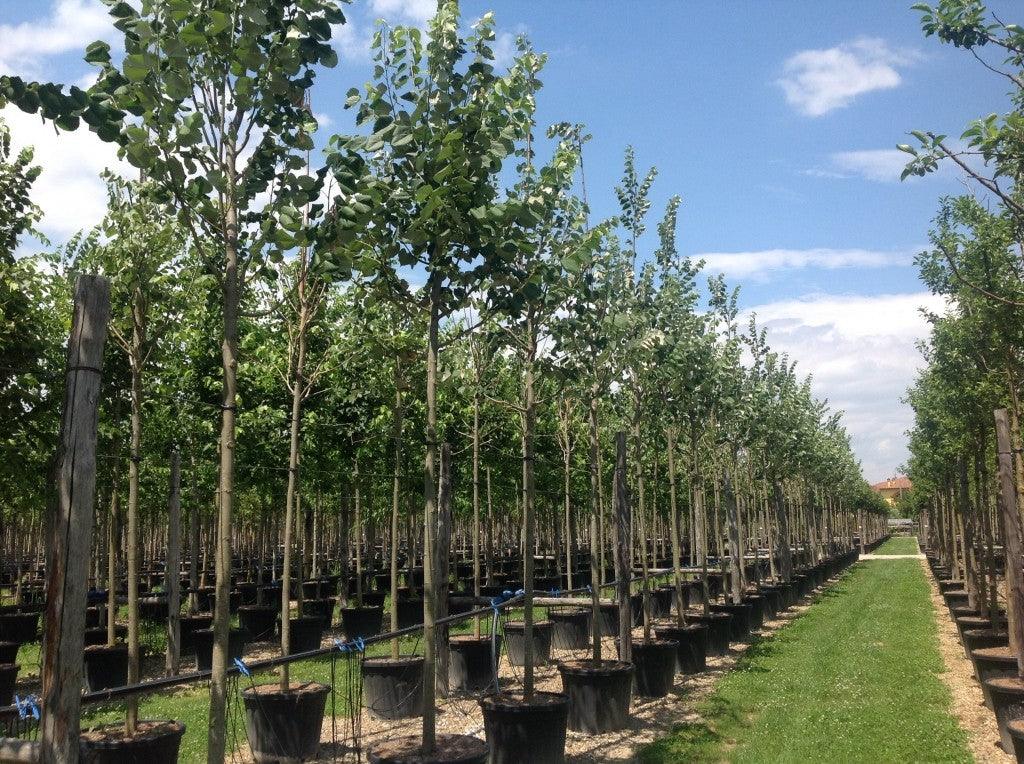 Tei pucios Greenspire" 3.00 - 3.50 m  Tilia cordata "Greenspire"