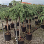 Cedru de Himalaya Feelin Blue" 1.50 - 1.80 m  Cedrus deodora "Feelin Blue"
