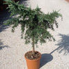 Himalayan cedar Feelin Blue" 0.80 - 1.20 m Cedrus deodora "Feelin Blue"
