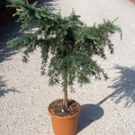 Himalayan cedar Feelin Blue" 0.80 - 1.20 m Cedrus deodora "Feelin Blue"