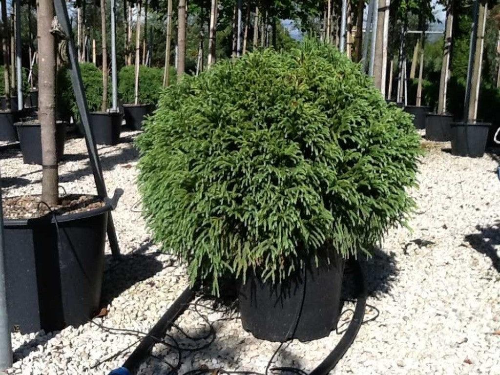 Cryptomeria Globosa Nana" 0.50 - 0.70 m  Cryptomeria jap. "Globosa Nana"