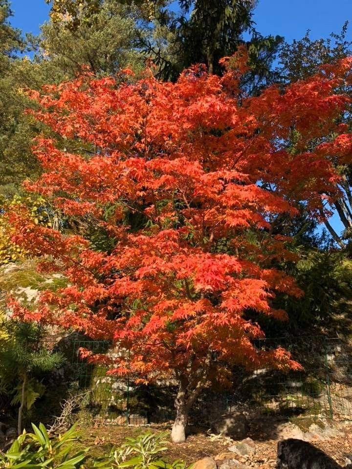 Artar japonez Katsura" 1.20 - 1.40 m  Acer palmatum "Katsura"