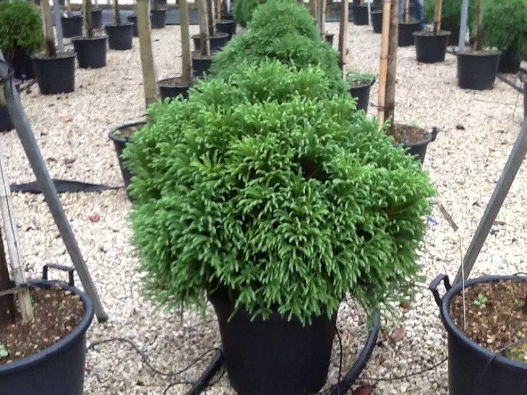 Cryptomeria Globosa Nana" 0.50 - 0.70 m  Cryptomeria jap. "Globosa Nana"