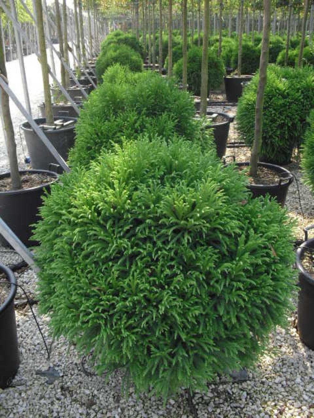 Cryptomeria Globosa Nana" 0.50 - 0.70 m  Cryptomeria jap. "Globosa Nana"