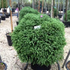Cryptomeria Globosa Nana" 0.50 - 0.70 m  Cryptomeria jap. "Globosa Nana"