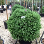 Cryptomeria Globosa Nana" 0.50 - 0.70 m  Cryptomeria jap. "Globosa Nana"