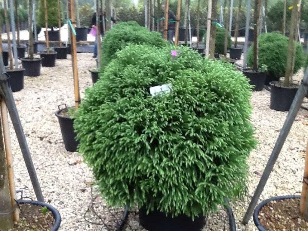 Cryptomeria Globosa Nana" 0.50 - 0.70 m  Cryptomeria jap. "Globosa Nana"