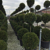 Cypress leylandii Castlewellan Gold " 3.00 m Cupressocyparis leylandii "Castlewellan Gold "