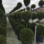 Cypress leylandii Castlewellan Gold " 3.00 m Cupressocyparis leylandii "Castlewellan Gold "