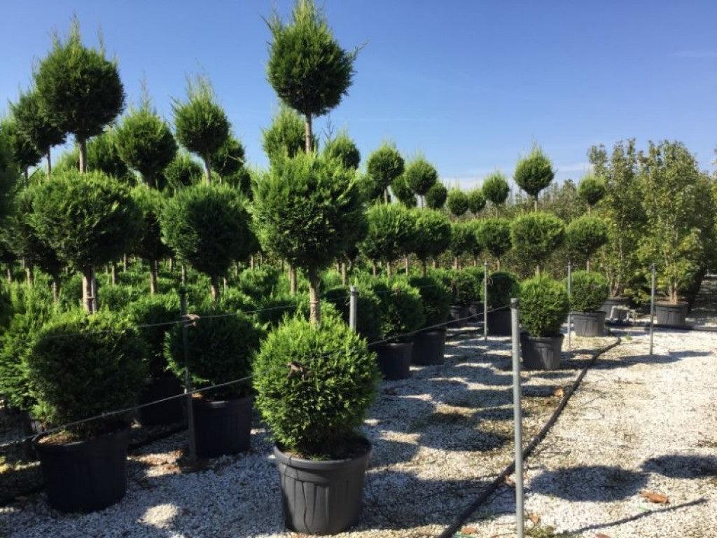 Chiparos leylandii Castlewellan Gold " 3.00 m   Cupressocyparis leylandii "Castlewellan Gold "