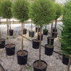 Chiparos leylandii Castlewellan Gold " 1.40 - 1.60 m  Cupressocyparis leylandii "Castlewellan Gold "