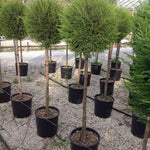 Chiparos leylandii Castlewellan Gold " 1.40 - 1.60 m  Cupressocyparis leylandii "Castlewellan Gold "