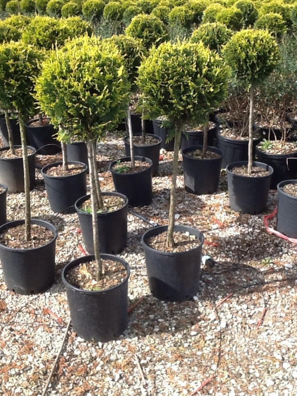 Chiparos leylandii Castlewellan Gold " 1.40 - 1.60 m  Cupressocyparis leylandii "Castlewellan Gold "