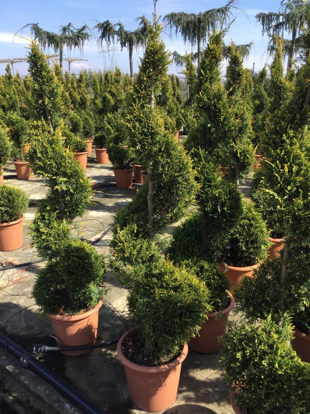 Chiparos leylandii Castlewellan Gold " Spirala 1.40 - 1.50 m  Cupressocyparis leylandii "Castlewellan Gold "