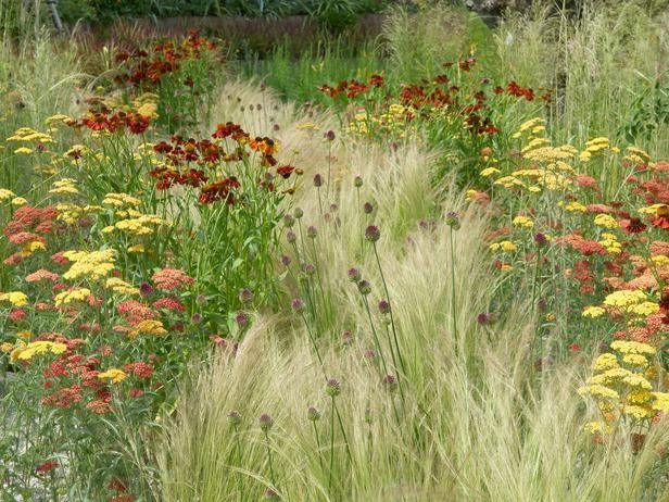 Stipa tenuissima Pony Tails