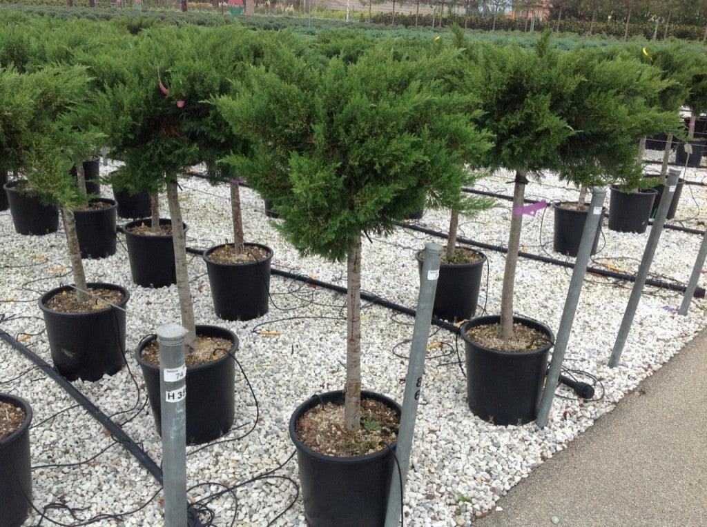 Ienupar Tamariscifolia" 1.20 - 1.40 m  Juniperus sabina "Tamariscifolia"