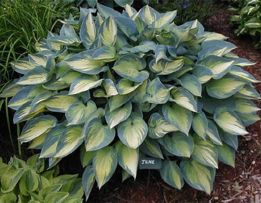 Hosta Funkia June