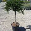 Juniper Tamariscifolia" 1.20 - 1.40 m Juniperus sabina "Tamariscifolia"