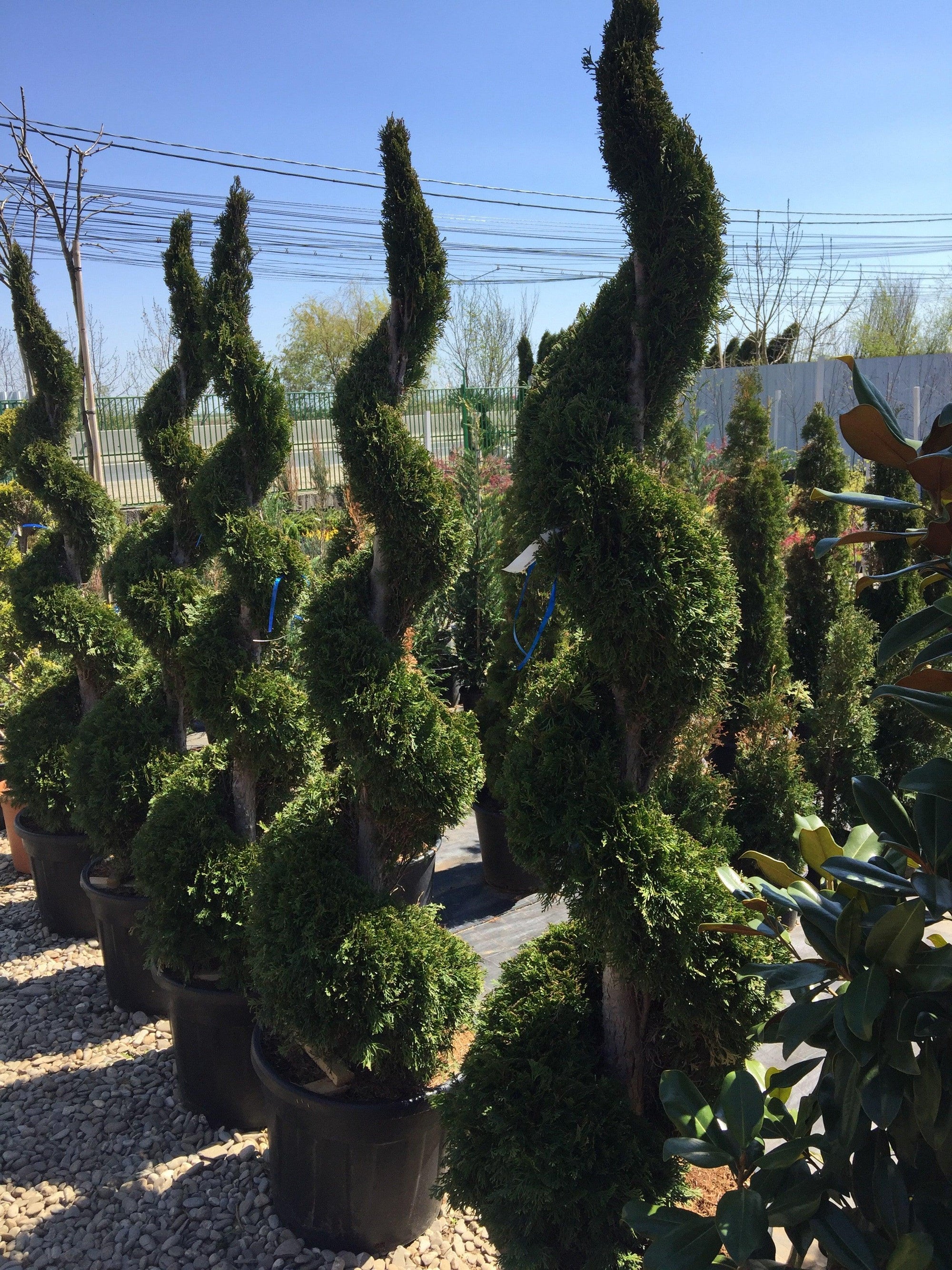 Tuia Smaragd Spirala 2.00 m  Thuja occ. Smaragd