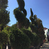 Tuia Smaragd Spirala 2.00 m Thuja occ. Smaragd