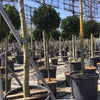 English laurel Etna" 1.20 - 1.50 m Prunus laurocerasus "Etna"