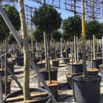 English laurel Etna" 1.20 - 1.50 m Prunus laurocerasus "Etna"