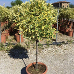 Euonymus japonicus "Ovatus" 0.80 - 1.20 m Euonymus japonicus "Ovatus"