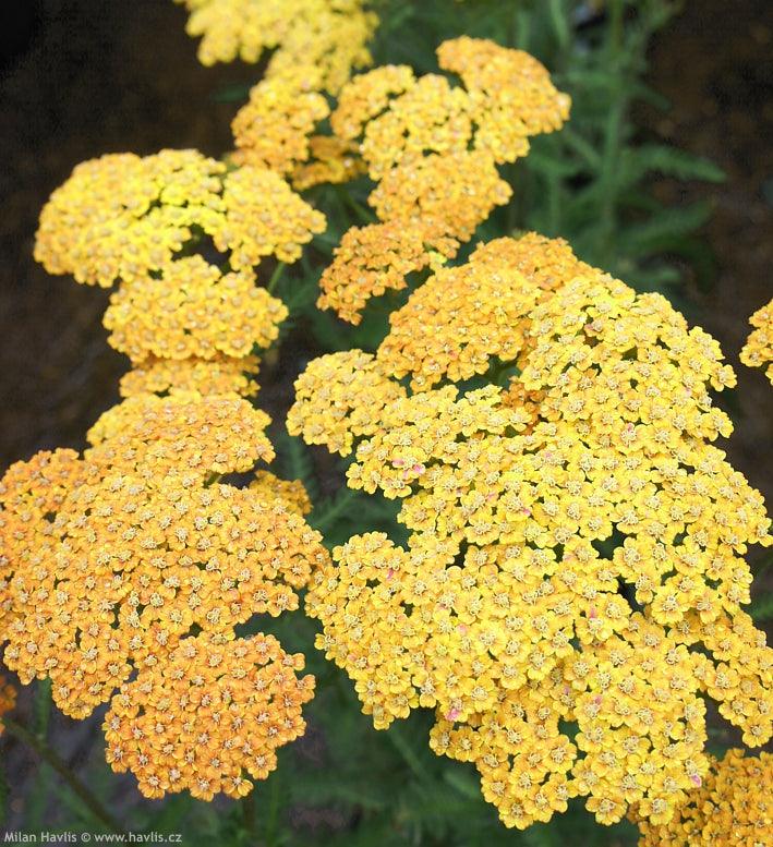 Achillea millefolium Milly Rock Yellow Terracotta