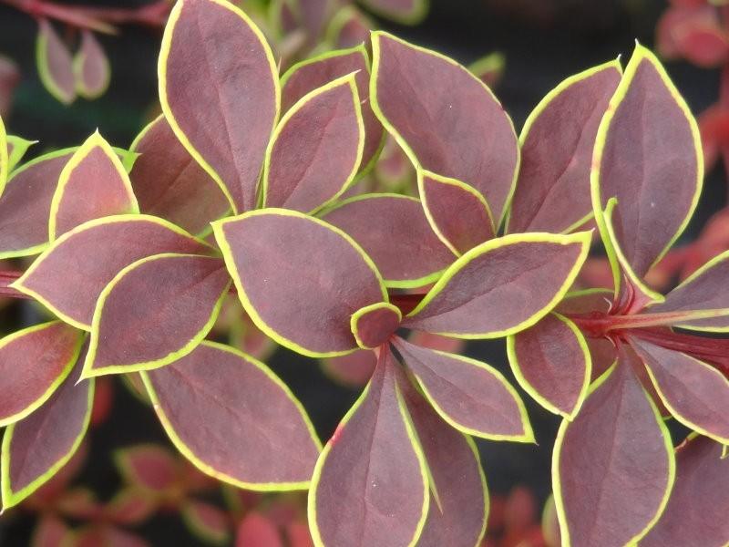 Berberis Golden Ring" 0.20 - 0.30 m  Berberis thunbergii "Golden Ring"