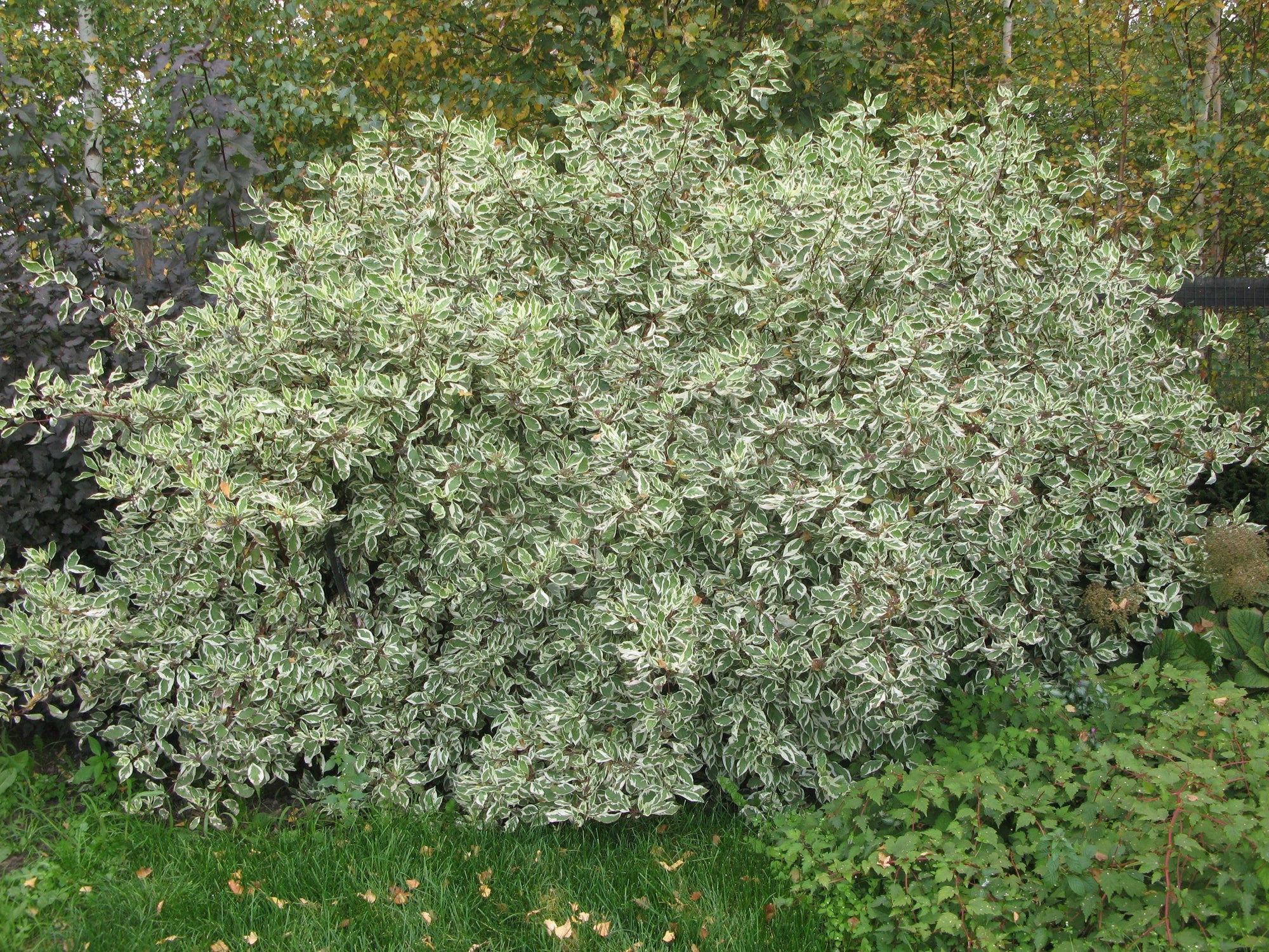 Corn alb Elegantissima" 0.80 -1.00 m Cornus alba "Elegantissima"