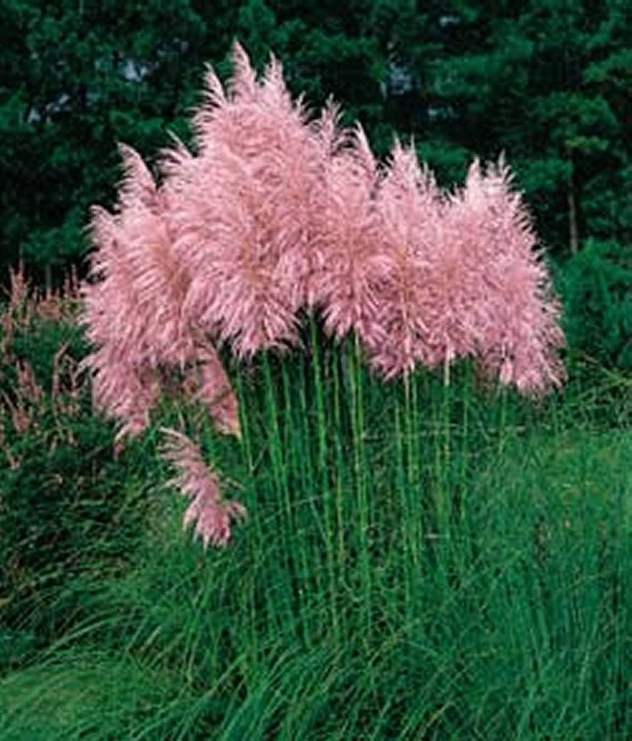 Iarba de pampas roz 1.20 - 1.70 m  Cortaderia sell.Pink Feather